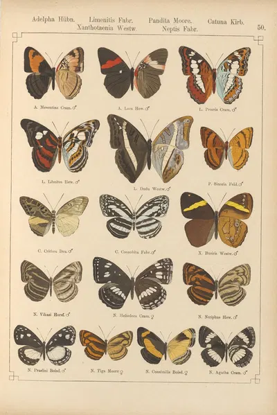 Exotische schmetterlinge Pl.050 by Otto Staudinger, 1888-1892 — digital art print download