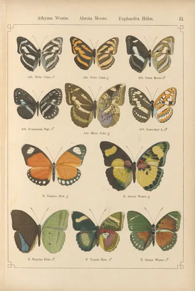 Exotische schmetterlinge Pl.051 by Otto Staudinger, 1888-1892 — digital art print download