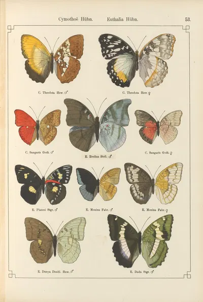 Exotische schmetterlinge Pl.053 by Otto Staudinger, 1888-1892 — digital art print download