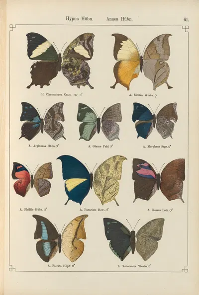 Exotische schmetterlinge Pl.061 by Otto Staudinger, 1888-1892 — digital art print download