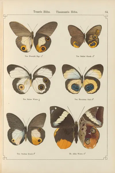 Exotische schmetterlinge Pl.064 by Otto Staudinger, 1888-1892 — digital art print download