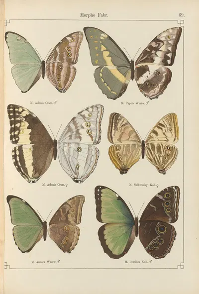 Exotische schmetterlinge Pl.069 by Otto Staudinger, 1888-1892 — digital art print download