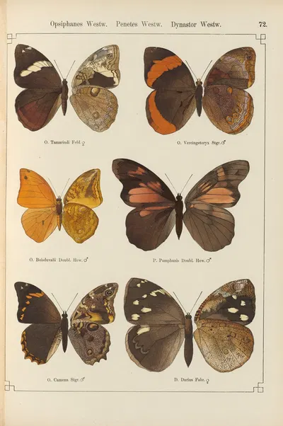 Exotische schmetterlinge Pl.072 by Otto Staudinger, 1888-1892 — digital art print download