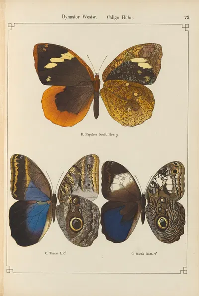 Exotische schmetterlinge Pl.073 by Otto Staudinger, 1888-1892 — digital art print download