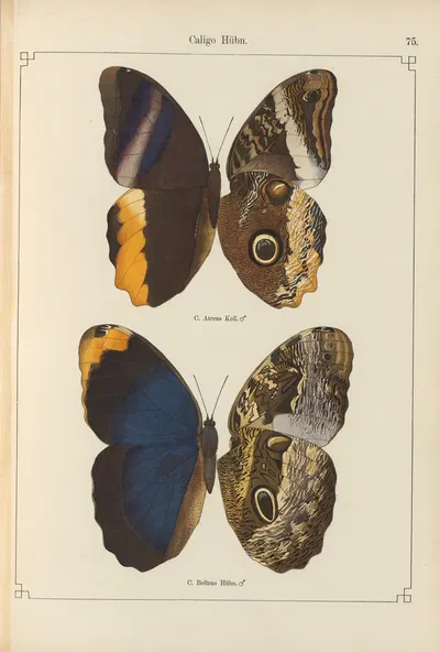 Exotische schmetterlinge Pl.075 by Otto Staudinger, 1888-1892 — digital art print download