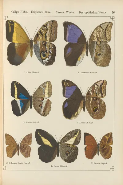 Exotische schmetterlinge Pl.076 by Otto Staudinger, 1888-1892 — digital art print download