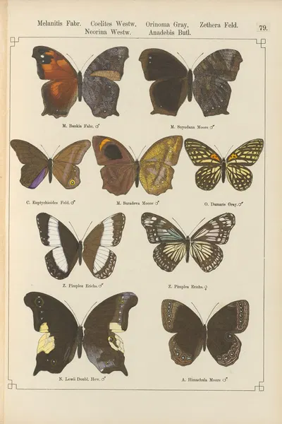 Exotische schmetterlinge Pl.079 by Otto Staudinger, 1888-1892 — digital art print download