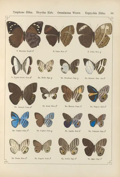 Exotische schmetterlinge Pl.080 by Otto Staudinger, 1888-1892 — digital art print download