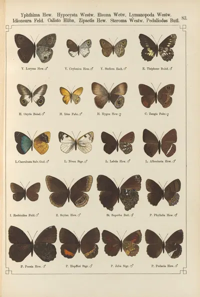 Exotische schmetterlinge Pl.083 by Otto Staudinger, 1888-1892 — digital art print download
