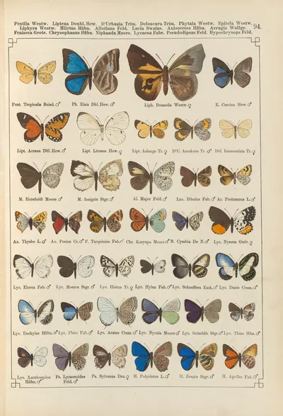 Exotische schmetterlinge Pl.094 by Otto Staudinger, 1888-1892 — digital art print download