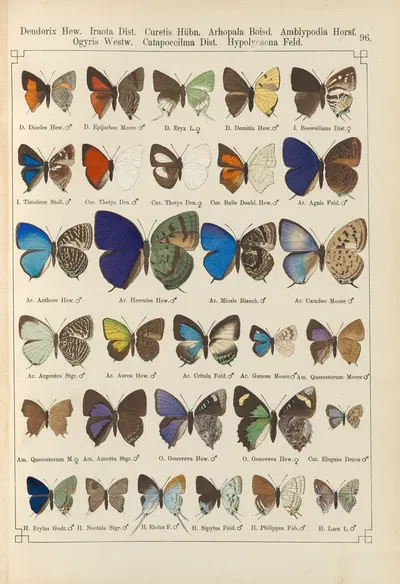 Exotische schmetterlinge Pl.096 by Otto Staudinger, 1888-1892 — digital art print download