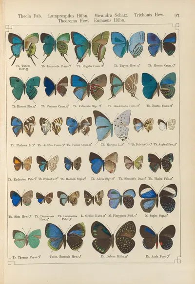 Exotische schmetterlinge Pl.097 by Otto Staudinger, 1888-1892 — digital art print download