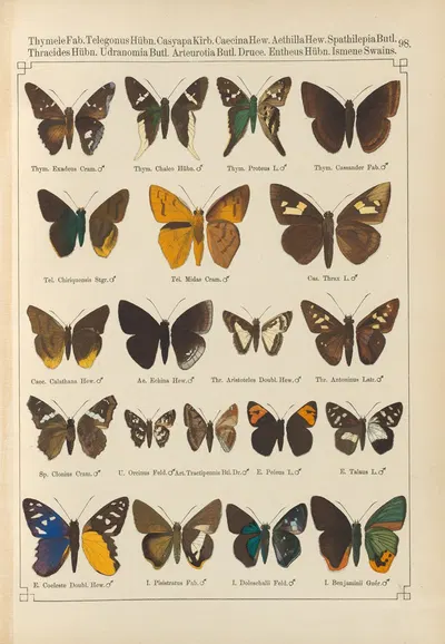 Exotische schmetterlinge Pl.098 by Otto Staudinger, 1888-1892 — digital art print download