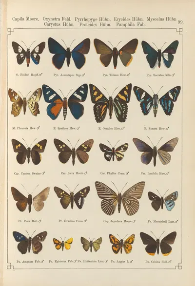 Exotische schmetterlinge Pl.099 by Otto Staudinger, 1888-1892 — digital art print download
