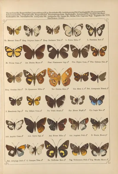 Exotische schmetterlinge Pl.100 by Otto Staudinger, 1888-1892 — digital art print download