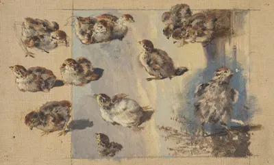 Study of Chicks by Фридрих Карл фон Шейдлин, 1840 — digital art print download