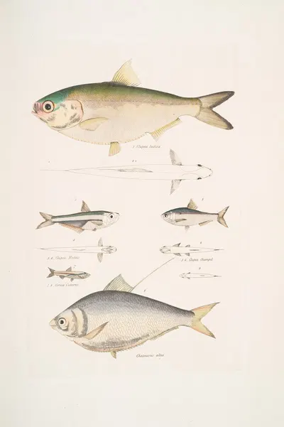 1, 2. Indian Herring, Clupea Indica; 2. High Backed Bristle Herring, Chatoessus altus; 3, 4. Motius Herring, Clupea Motius…