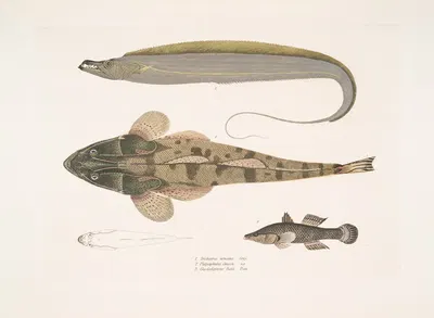 1. Armed Hair-tail, Trichiurus armatus; 2. Chacca Flathead, Platycephalus Chacca; 3. Indian Cheilodipterus, Checlodipterus…