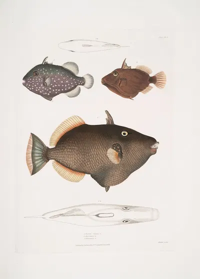 1. Eyed Balistes, Balistes oculatus; 2. Amboina Balistes, Balistes Ambomensis [Amboinensis] by John Edward Gray, 1830-1834…