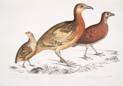 1. Ferrugineous Cryptonyx, Cryptonyx ferrugineus; 2. Long Billed Francolin, Francolinus longinostris by John Edward Gray,…