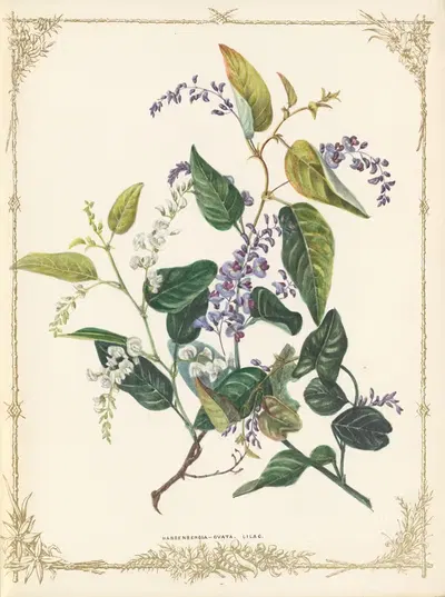 Hardenbergia Ovata by Fanny Elizabeth de Mole, 1861 — digital art print download