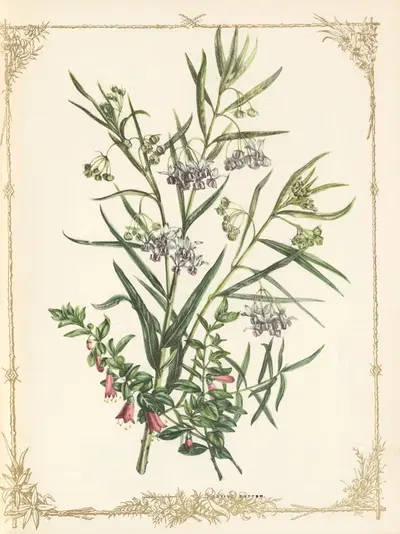 Gomphocarpus Arborescens by Fanny Elizabeth de Mole, 1861 — digital art print download