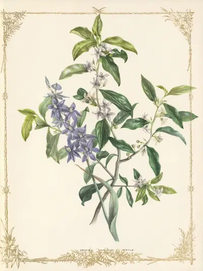 Myoporum Cunninghamei. Thelymitra Ixioides by Fanny Elizabeth de Mole, 1861 — digital art print download