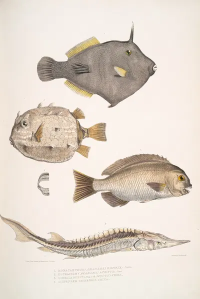 1. Spine Sided Monacanthus, Monacanthus (Amanses) Histrix; 2. Many Spined Coffin Fish, Ostracion (Acarana) auritus by John…