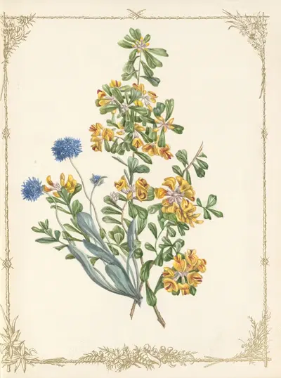 Pultenea Daphnoides. Brunonia by Fanny Elizabeth de Mole, 1861 — digital art print download