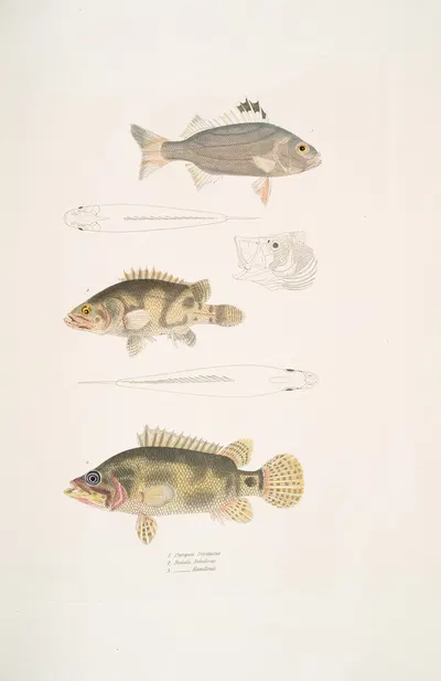 1. Three Banded Pterapon, Pterapon trivittatus; 2. Clouded Bedula, Bedula nebulosus; 3. Dr. Hamilton's Bedula, Bedula…