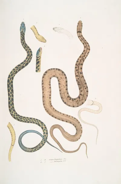 1-3. Bengal Snake, Coluber Bengalensis; 4-7. Lozenge Snake, Coluber rectangulus. by John Edward Gray, 1830-1834 — digital…