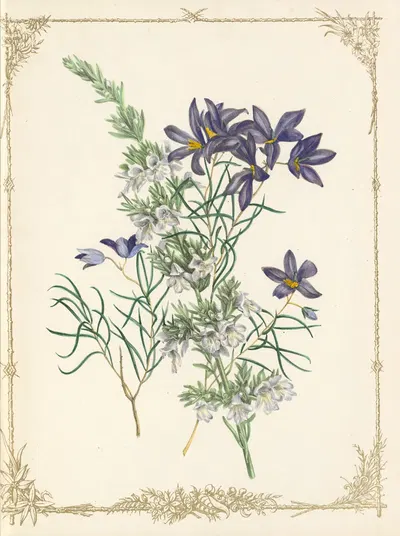 Westringia Rosmarinifolius. Cheiranthera Linearis by Fanny Elizabeth de Mole, 1861 — digital art print download