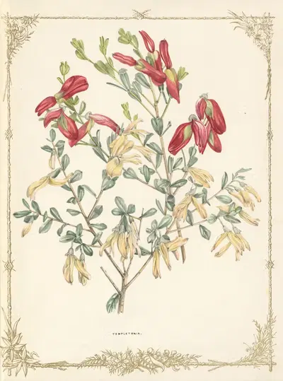 Templetonia Glauca by Fanny Elizabeth de Mole, 1861 — digital art print download