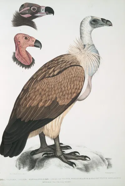 Bengal Vulture, Vultur Bengalensis. 1 Head of Vultur Pondicherianus; 2. Head of Vultur monarchus [monachus]. by John Edward…