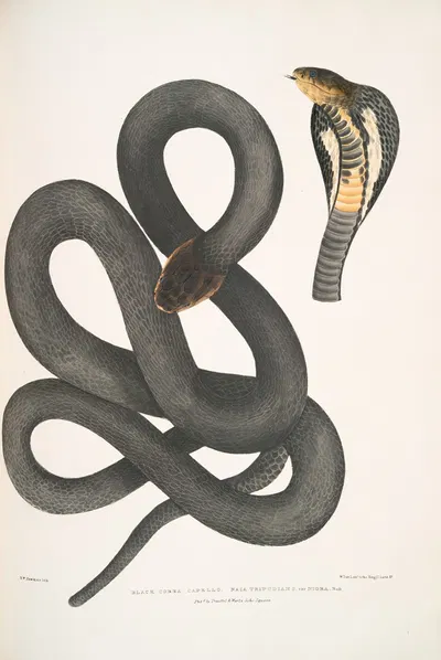 Black Cobra Capella, Naia tripudians, var. nigra. by John Edward Gray, 1830-1834 — digital art print download