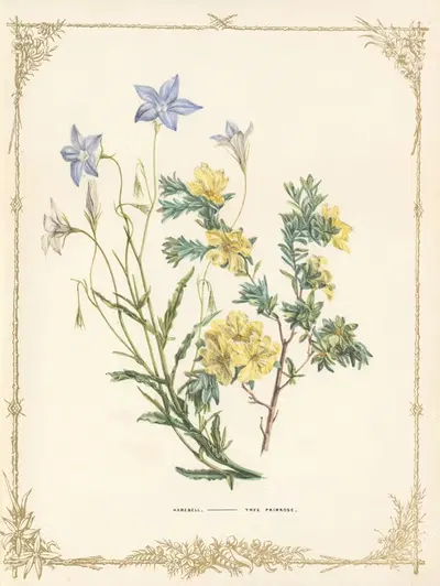 Wahlenbergia Grandiflora. Pleurandra by Fanny Elizabeth de Mole, 1861 — digital art print download