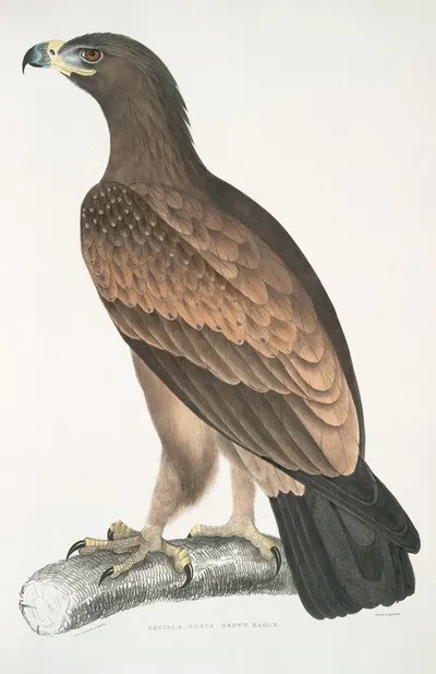Brown Eagle, Aquilla fusca. by John Edward Gray, 1830-1834 — digital art print download