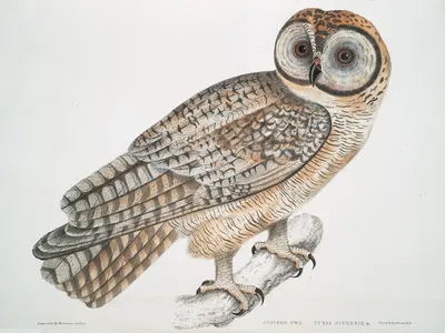 Chinese Owl, Strix Sinensis. by John Edward Gray, 1830-1834 — digital art print download