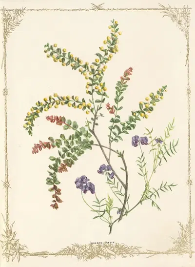 Acacia Rotundifolia. Swainsonia Phacoides by Fanny Elizabeth de Mole, 1861 — digital art print download