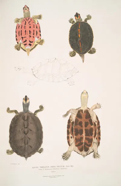 Eaved Terrapin, Emys tectum. by John Edward Gray, 1830-1834 — digital art print download