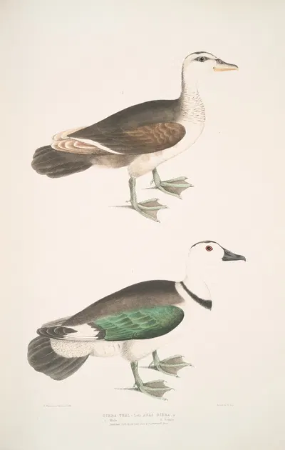 Girra Teal, Anas girra. Male and Female. by John Edward Gray, 1830-1834 — digital art print download