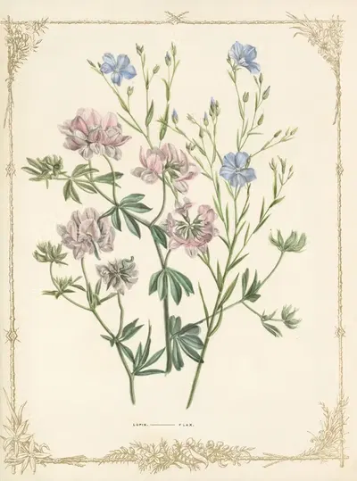 Lotus Australis. Linum Gracile by Fanny Elizabeth de Mole, 1861 — digital art print download