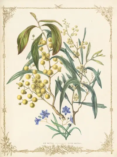 Acacia Cunninghamei, Acacia Longifolia. Coesia Corymbosia by Fanny Elizabeth de Mole, 1861 — digital art print download