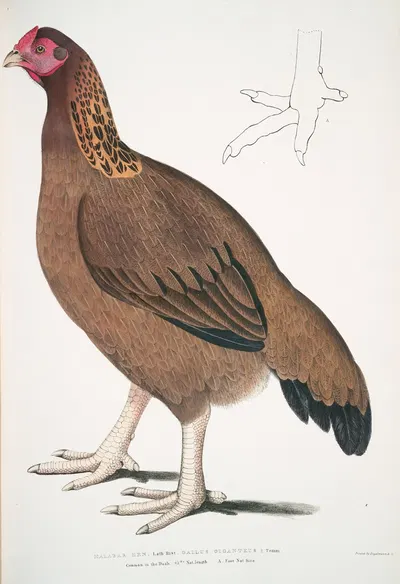 Malabar Hen, Gallus giganteus. Common in Doab. by John Edward Gray, 1830-1834 — digital art print download