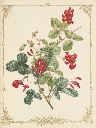 Kennedy Balmanae by Fanny Elizabeth de Mole, 1861 — digital art print download