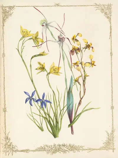 Caladenia Alata. Diuris Maculata. Diuris Pedunculata. Glossodia Major by Fanny Elizabeth de Mole, 1861 — digital art print…