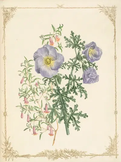Hybiscus Multifida. Billardiera mutabilis Rosea by Fanny Elizabeth de Mole, 1861 — digital art print download