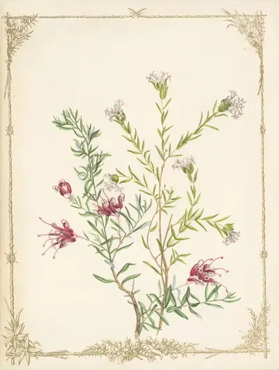 Grevillea Rosea. Pimelea Angustifolia by Fanny Elizabeth de Mole, 1861 — digital art print download