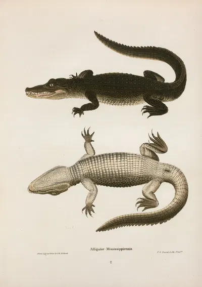 Alligator Mississippiensis. by John Edwards Holbrook, 1842 — digital art print download