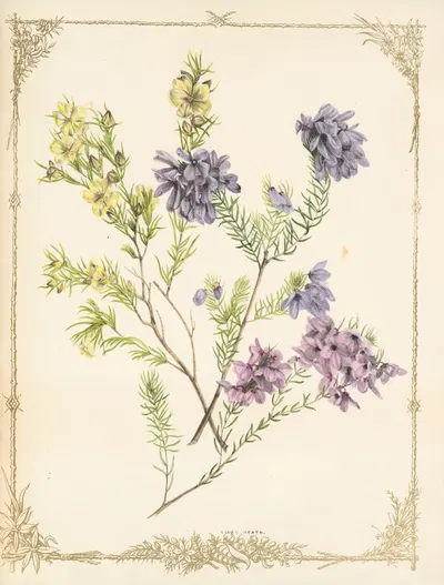 Tetratheca Ericaefolia. Pleurandra by Fanny Elizabeth de Mole, 1861 — digital art print download